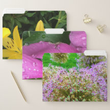 Jardin de Boston Jaune, rose et violet