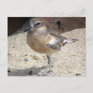 Dotterel Postkarte