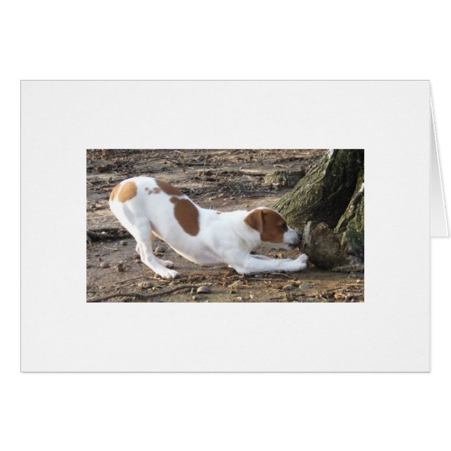 Dottie am Spiel (Vorderseite (Horizontal))