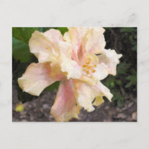 Double carte postale de ketmie