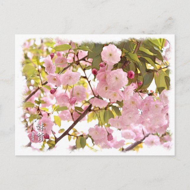 Double Cherry Blossom: Imose Postkarte (Vorderseite)