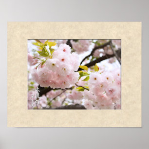 Double Cherry Blossom: Oh-jochin Poster