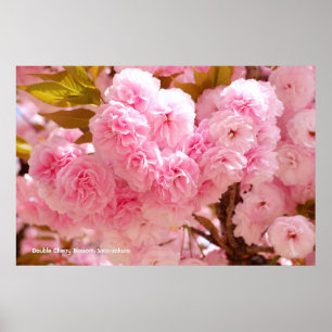 Double Cherry Blossom: Sato-zakura Poster