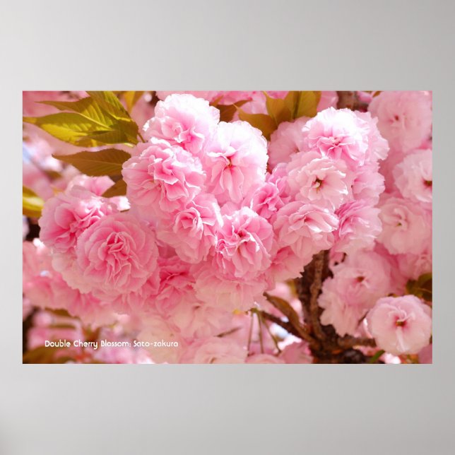 Double Cherry Blossom: Sato-zakura Poster (Vorne)