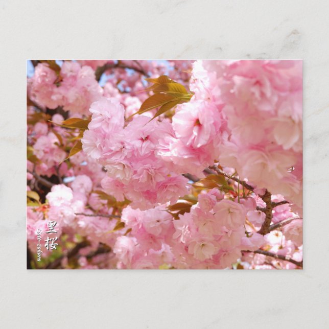 Double Cherry Blossom: Sato-zakura Postkarte (Vorderseite)