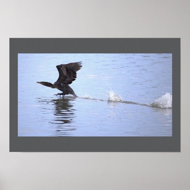 Double-crested Cormorant Bird Poster (Vorne)
