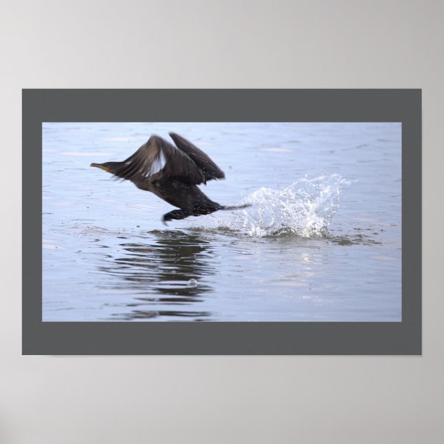 Double-crested Cormorant Bird Poster (Vorne)