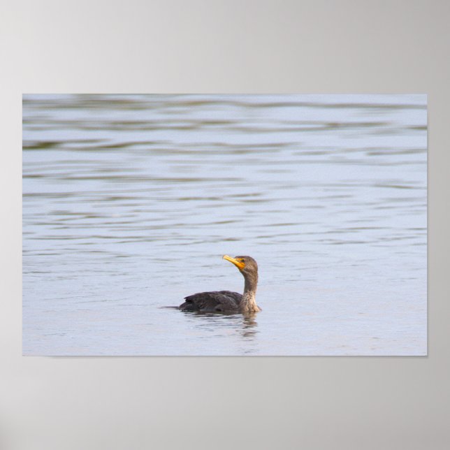 Double-crested Cormorant Bird Poster (Vorne)