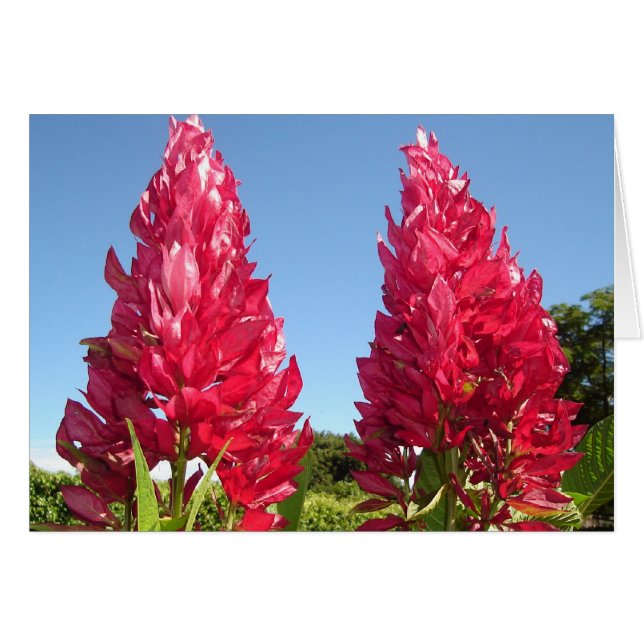 Double Flame Blume v2 (Vorderseite (Horizontal))