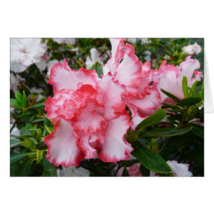 Double rouge et blanc Azaleas printemps floral
