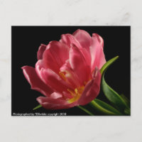Double Tulip Blooms Spring Blume Postcard