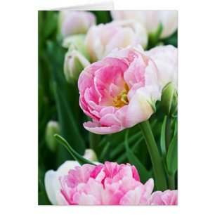 Double Tulips Spring Garden Toutes les occasions C