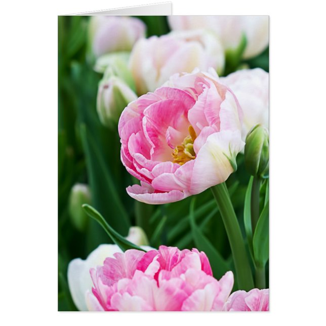Double Tulips Spring Garden Toutes les occasions C (Devant)