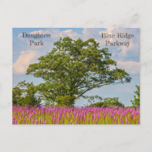 Doughton Park am Blue Ridge Parkway Postkarte
