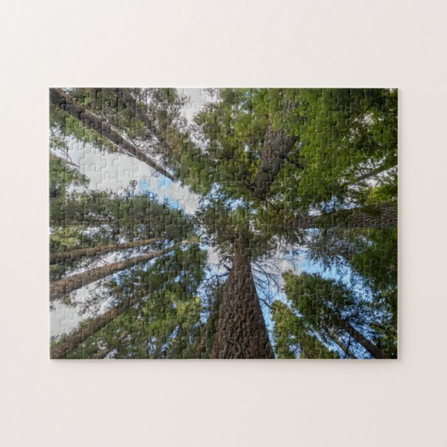 Douglas Fir Baumkronen (Horizontal)