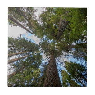 Douglas Fir Baumkronen Fliese