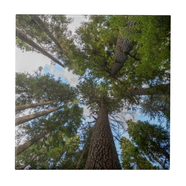 Douglas Fir Baumkronen Fliese (Vorderseite)