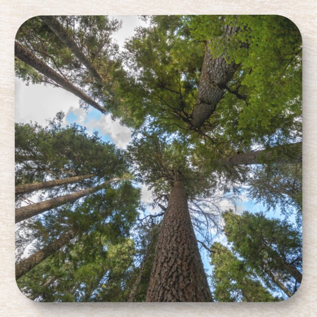 Douglas Fir Baumkronen Getränkeuntersetzer (Vorderseite)