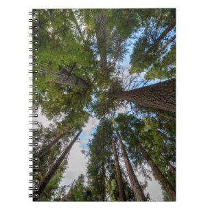 Douglas Fir Baumkronen Notizblock