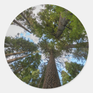 Douglas Fir Baumkronen Runder Aufkleber