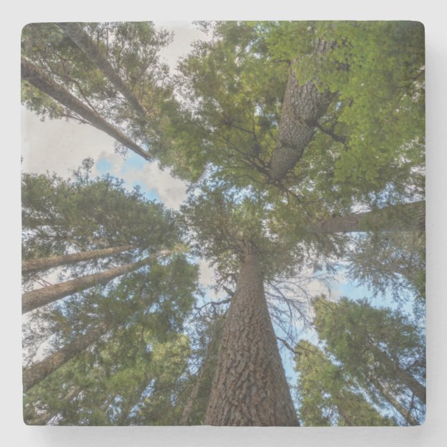 Douglas Fir Baumkronen Steinuntersetzer (Vorderseite)