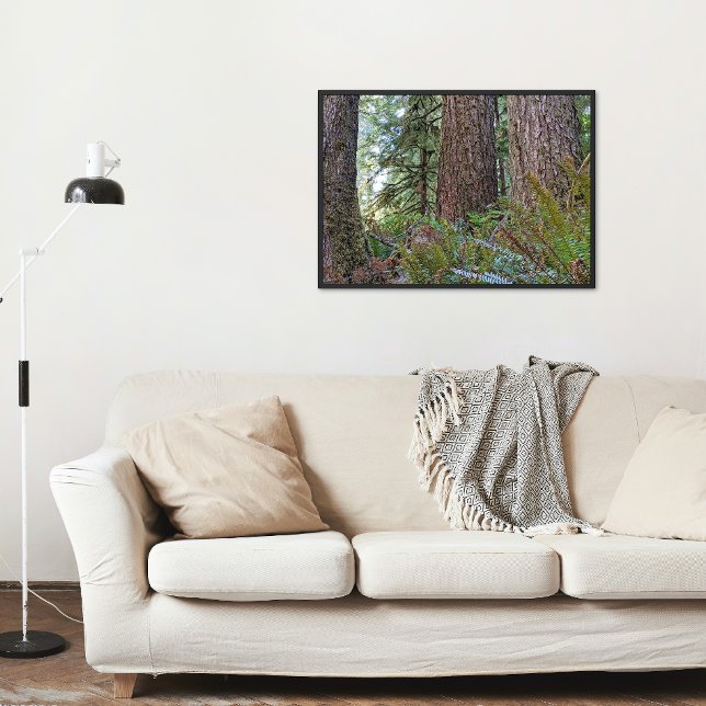 Douglas Fir Conifer Forest Fotodruck (In Situ Framed)
