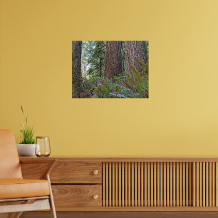 Douglas Fir Conifer Forest fotografisch Poster