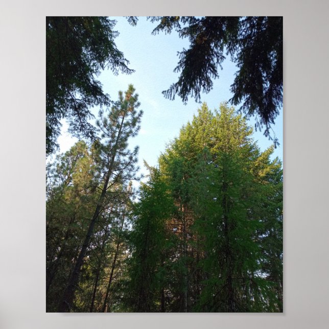 Douglas fir und Pine poster (Vorne)