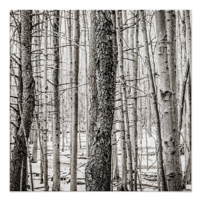 Douglas Woods Poster (Vorderseite)