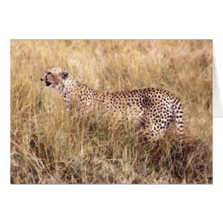 Douma (guépard)
