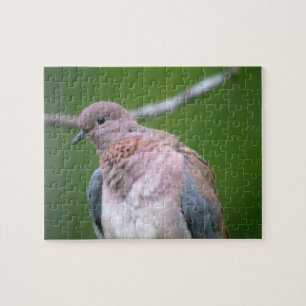 Dove Bird