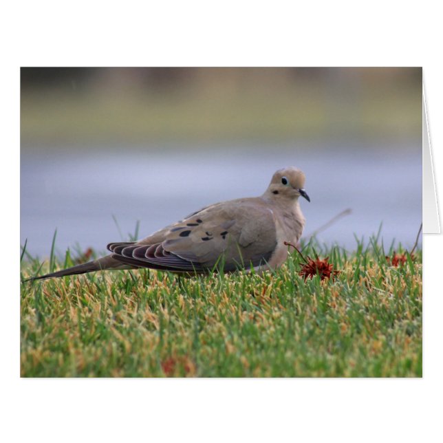 Dove Bird (Vorderseite (Horizontal))