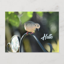 Dove Dropping in to Say Hello Photo