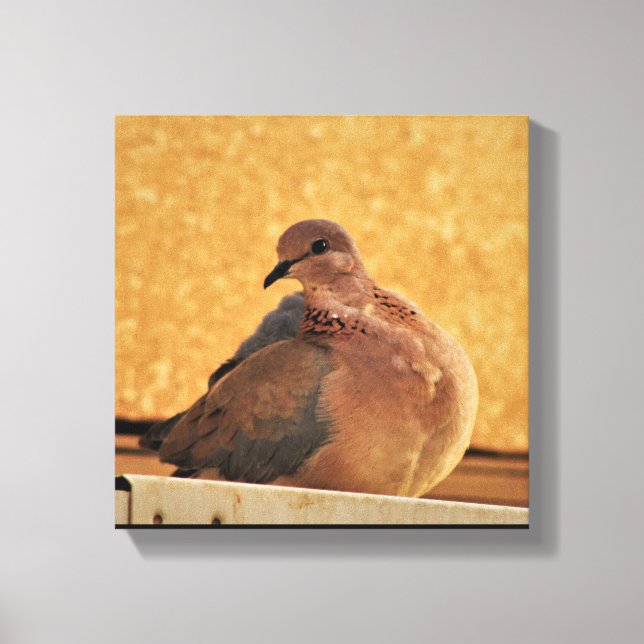 Dove Elegance Leinwanddruck (Vorderseite)