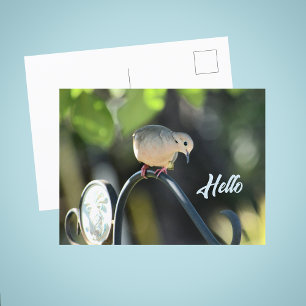Dove kommt vorbei, um Hallo zu sagen Foto Postkarte
