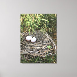 Dove Nest auf Leinwand