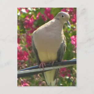 Dove on Wire Postkarte