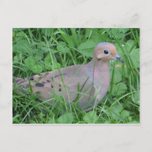 Dove Postkarte