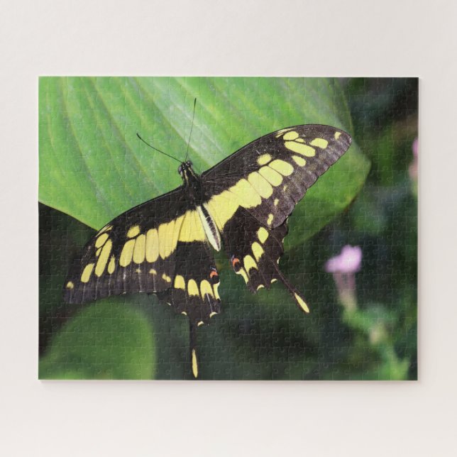 Dovetail Butterfly (Horizontal)