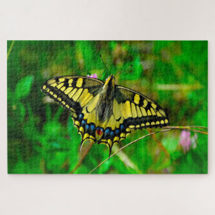 Dovetail Papilio Machaon Butterfly.