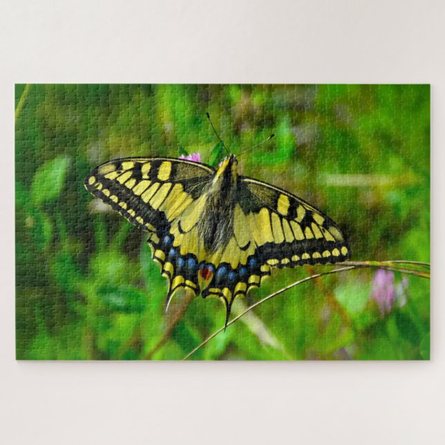 Dovetail Papilio Machaon Butterfly. (Horizontal)