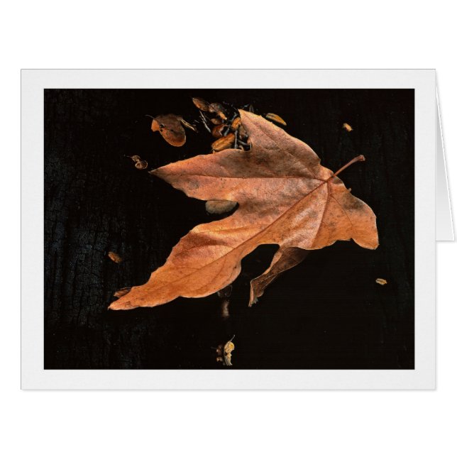 "Downed Sycamore Leaf" (Vorderseite (Horizontal))