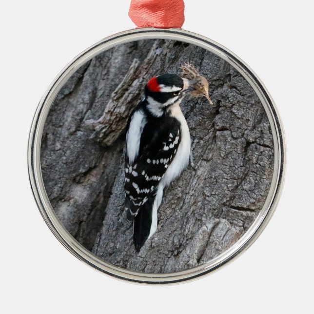 Downey Woodpecker Ornament Aus Metall (Vorne)