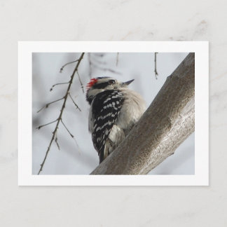Downey Woodpecker Postkarte