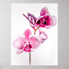 Download Orchids Poster Printwerbung