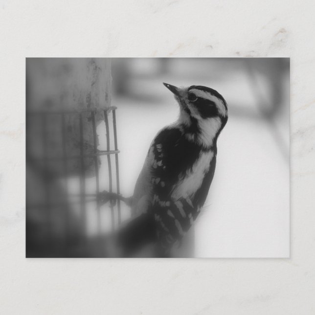 Downy Postkarte (Vorderseite)