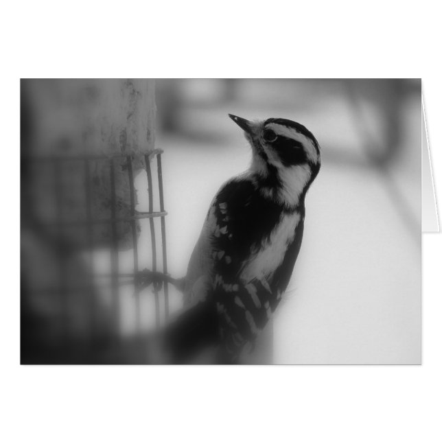 Downy Woodpecker (Vorderseite (Horizontal))