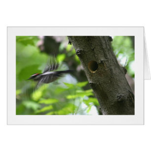 Downy Woodpecker