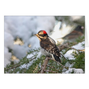Downy Woodpecker