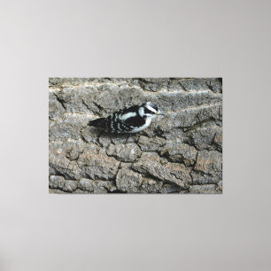 Downy Woodpecker 60 x 40 überzogene Canvas Leinwanddruck